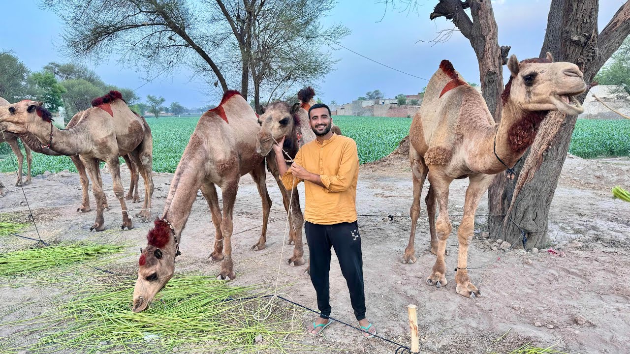 Qurbani Kay Liay Camel pasand A Gya😍