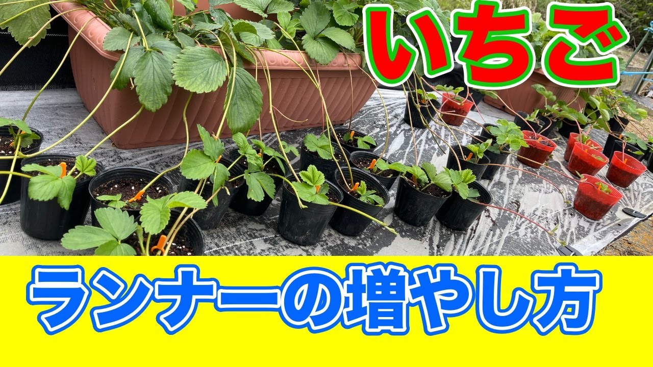 いちごの苗が欲しい人は、ランナーを育てましょう〜サラリーマンでも出来るいちご栽培シリーズ〜
