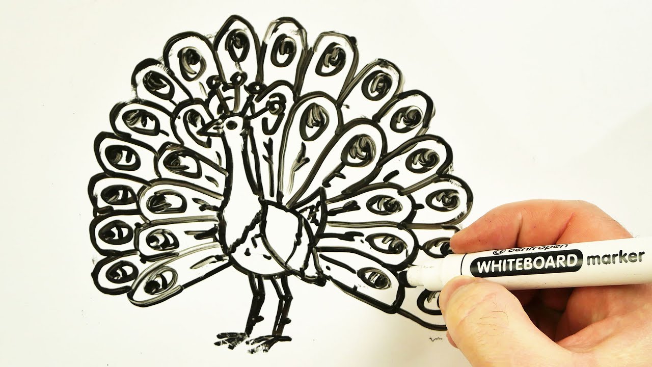 How to Draw a Peacock 🦚 Drawing on a Whiteboard