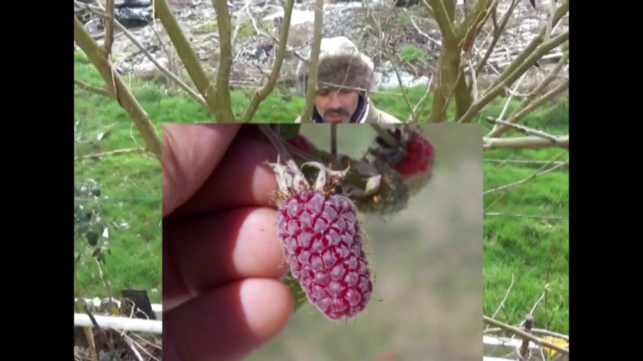 Phytosociologie des plantes alimentaires HAIE N°3 FEV 2018