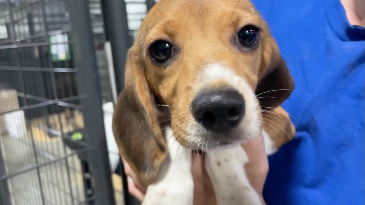 Beagle-mania continues! Updates on the 4,000 beagles
