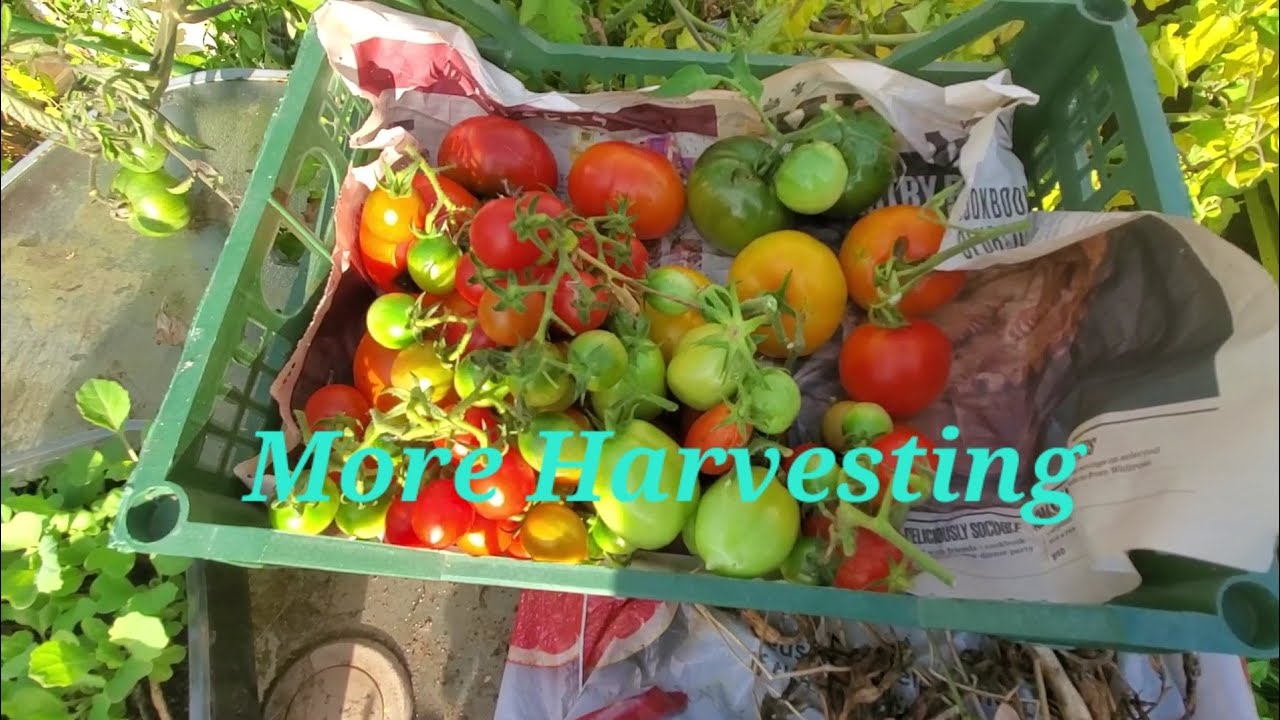 More garden harvest 🍅🥬🥒🥔