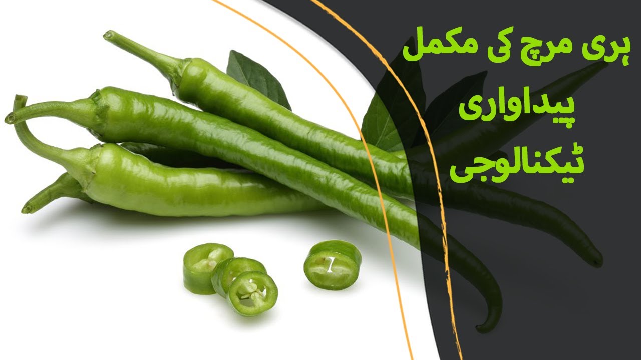 Mirch Ki Paneeri ki Kasht, Green Chili Cultivation - سبز مرچ کی پنیری کی کاشت - |BaKhabar Kissan|