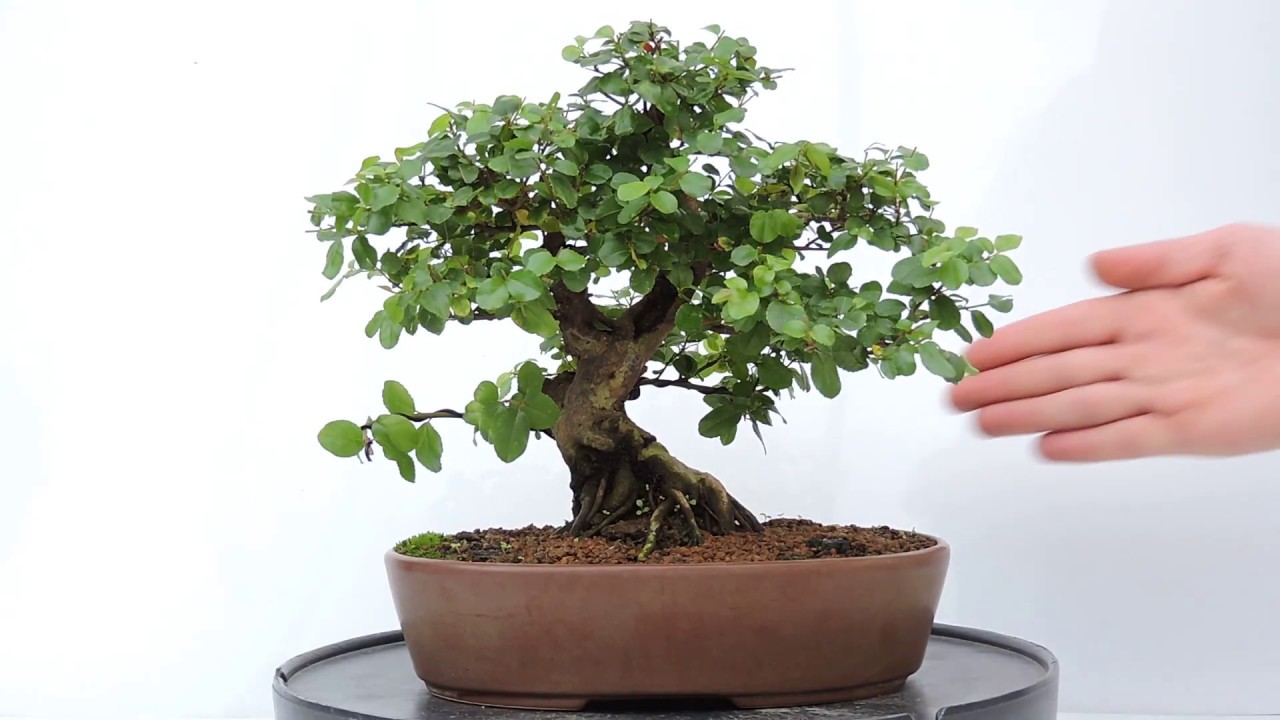 V&iacute;deo 360&ordm; Bonsai Ciruelo dulce Chino  Sageretia theezans SGT04