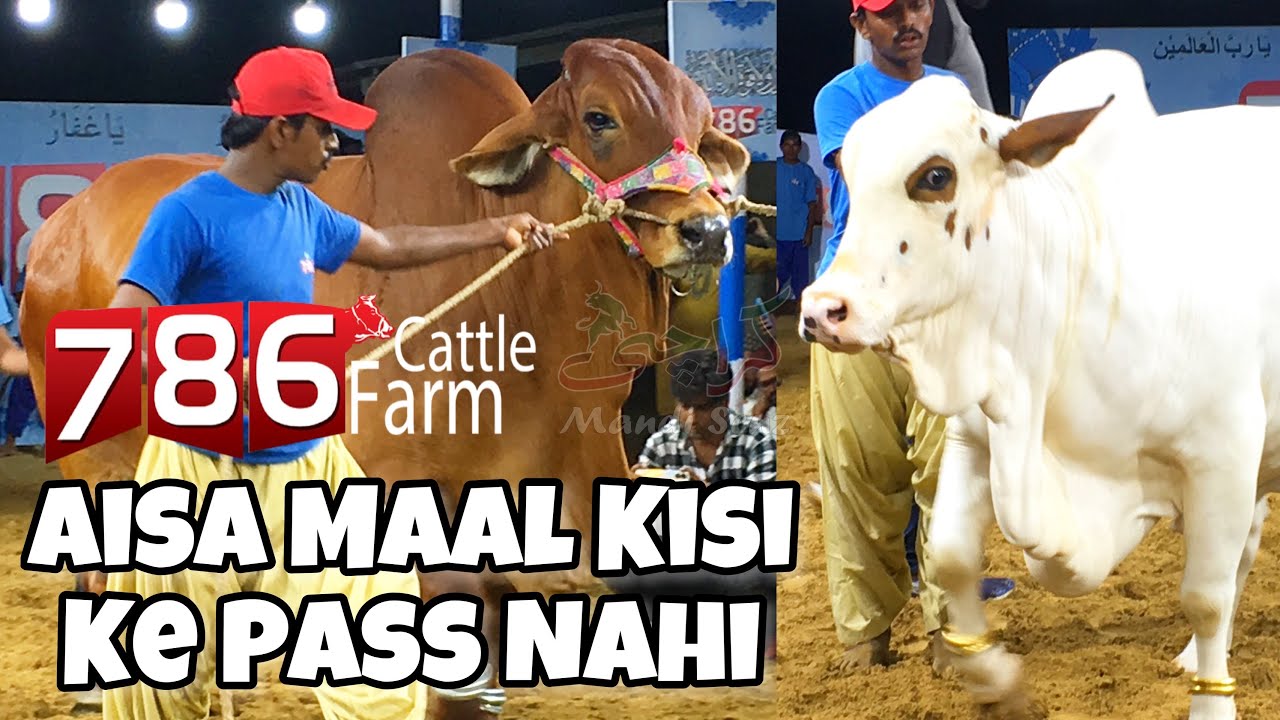 786 Cattle Ne Macha Di Dhoom🔥😍 | Outstanding Collections 2023 | Karachi Mandi Scnz