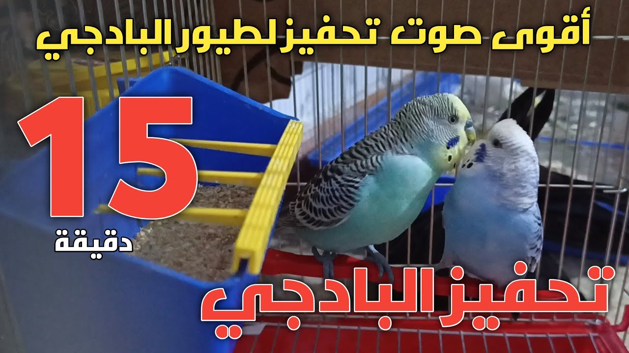 صوت التحفيز الأقوى للبادجي جرب ولن تندم أبدا حفز طيورك  😍🦜