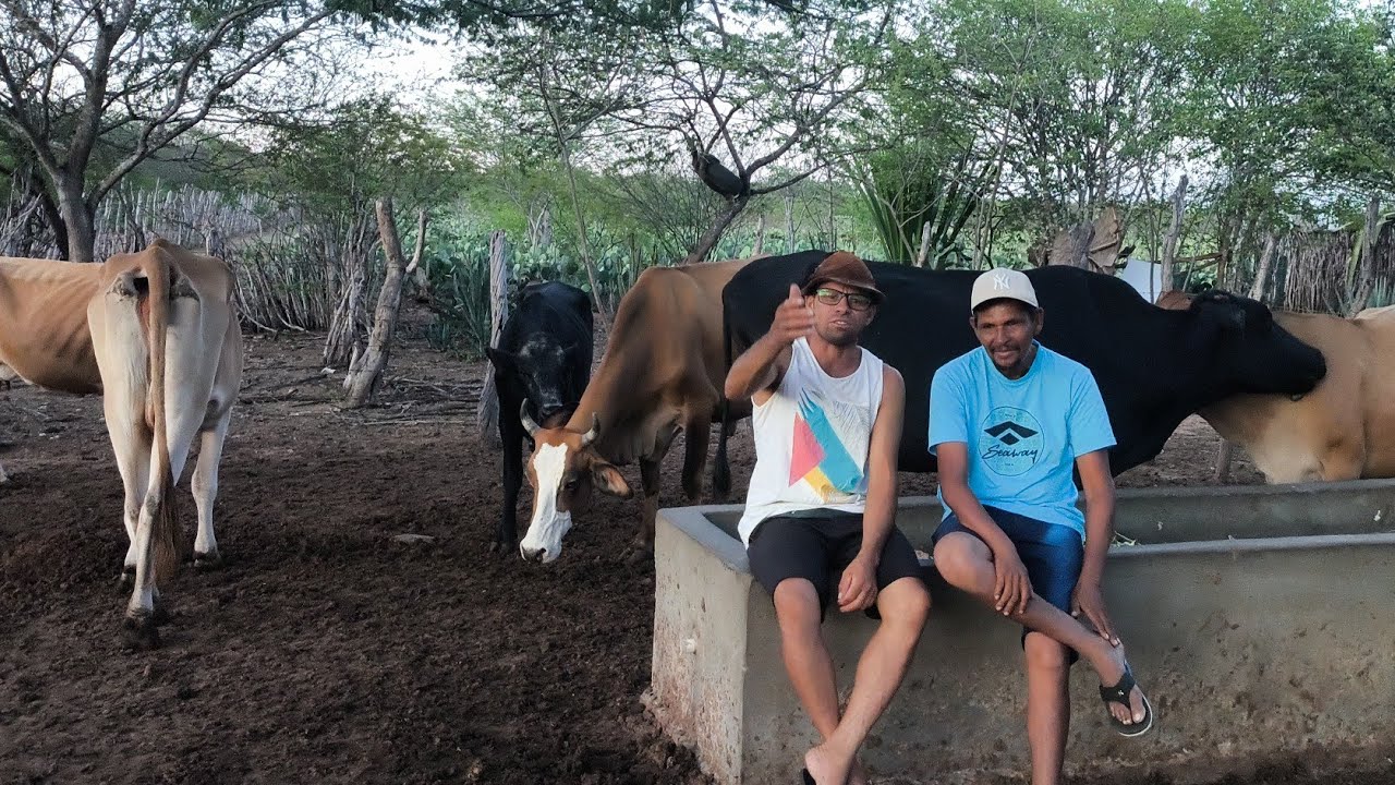 SETE VACAS PRODUZINDO 25 L DE LEITE DE PEDRO DA RESENHA COM A PARTICIPAÇÃO DE FLÁVIO CANGACELLA PB