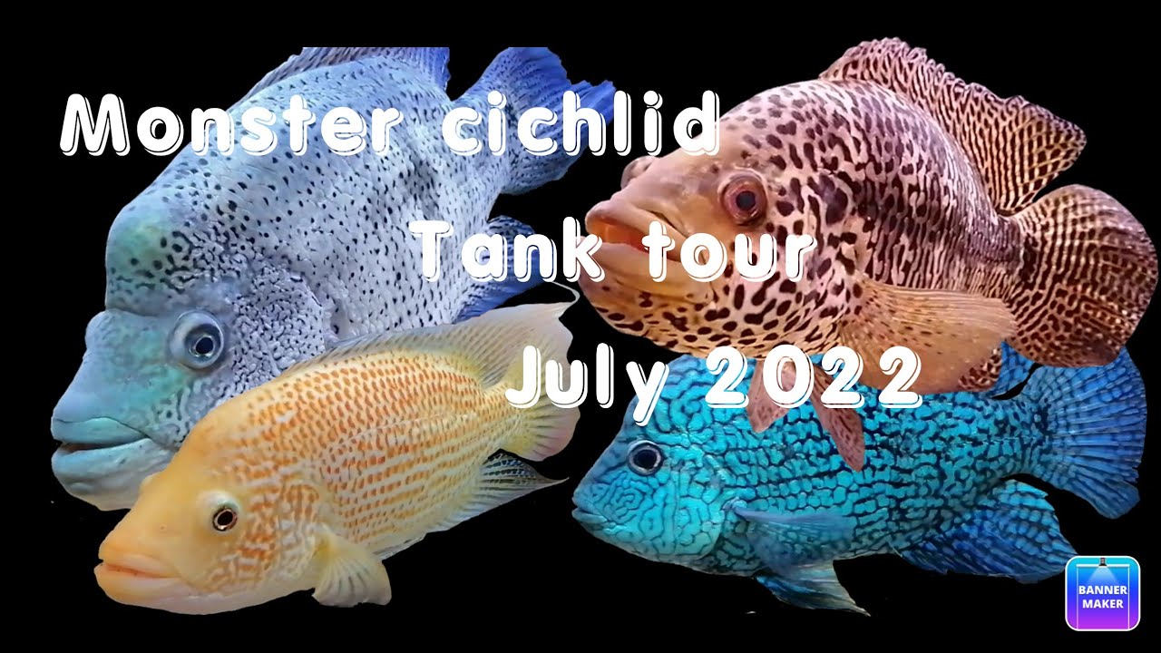 Fishroon tour July 2022 part 1.  Monster American cichlids.