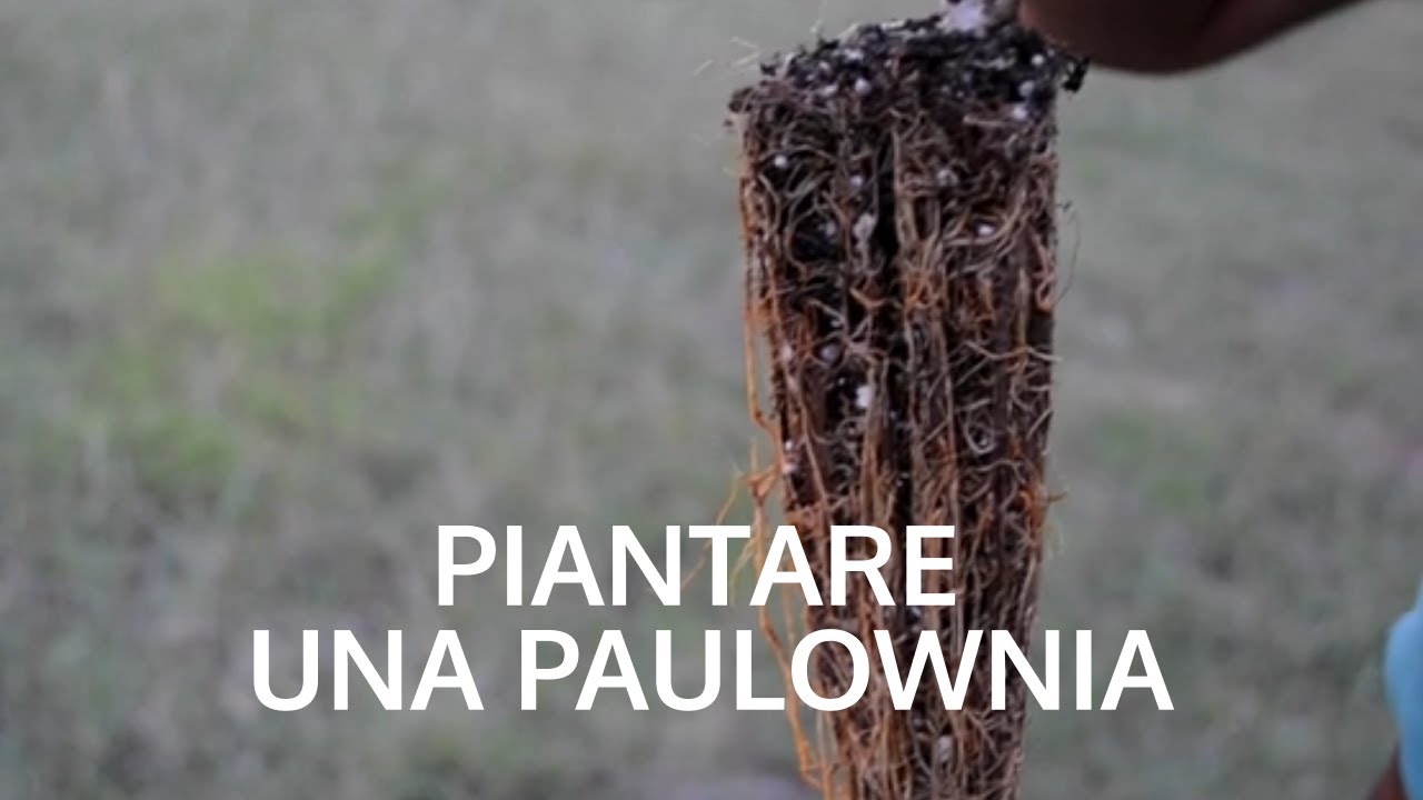 Come piantare la Paulownia Tomentosa