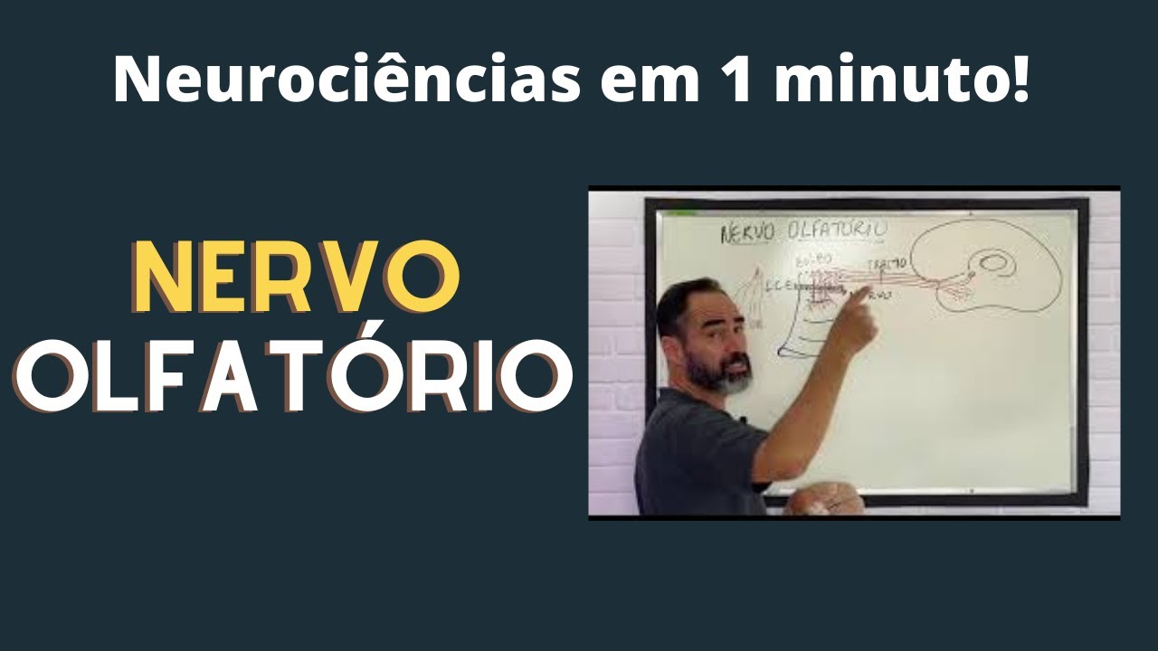 O QUE É NERVO OLFATÓRIO ?