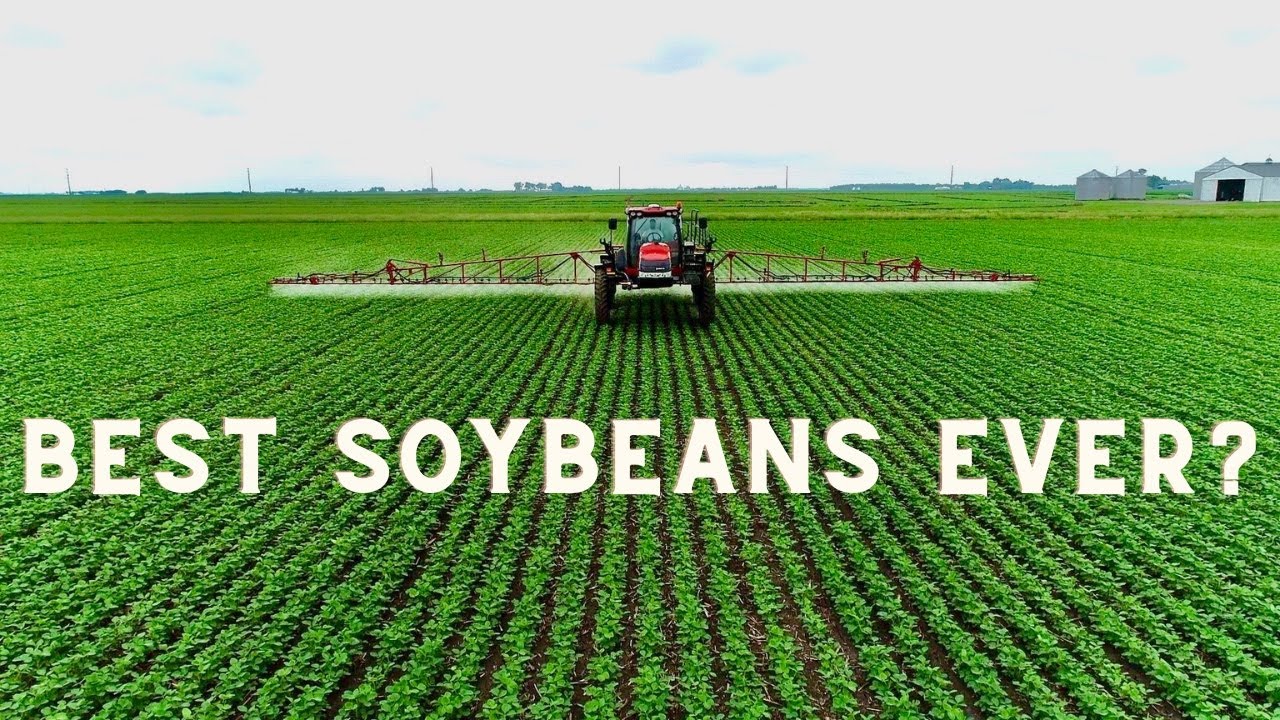 100 Bushel SOYBEANS?!? | Spraying with a CASE IH Patriot!