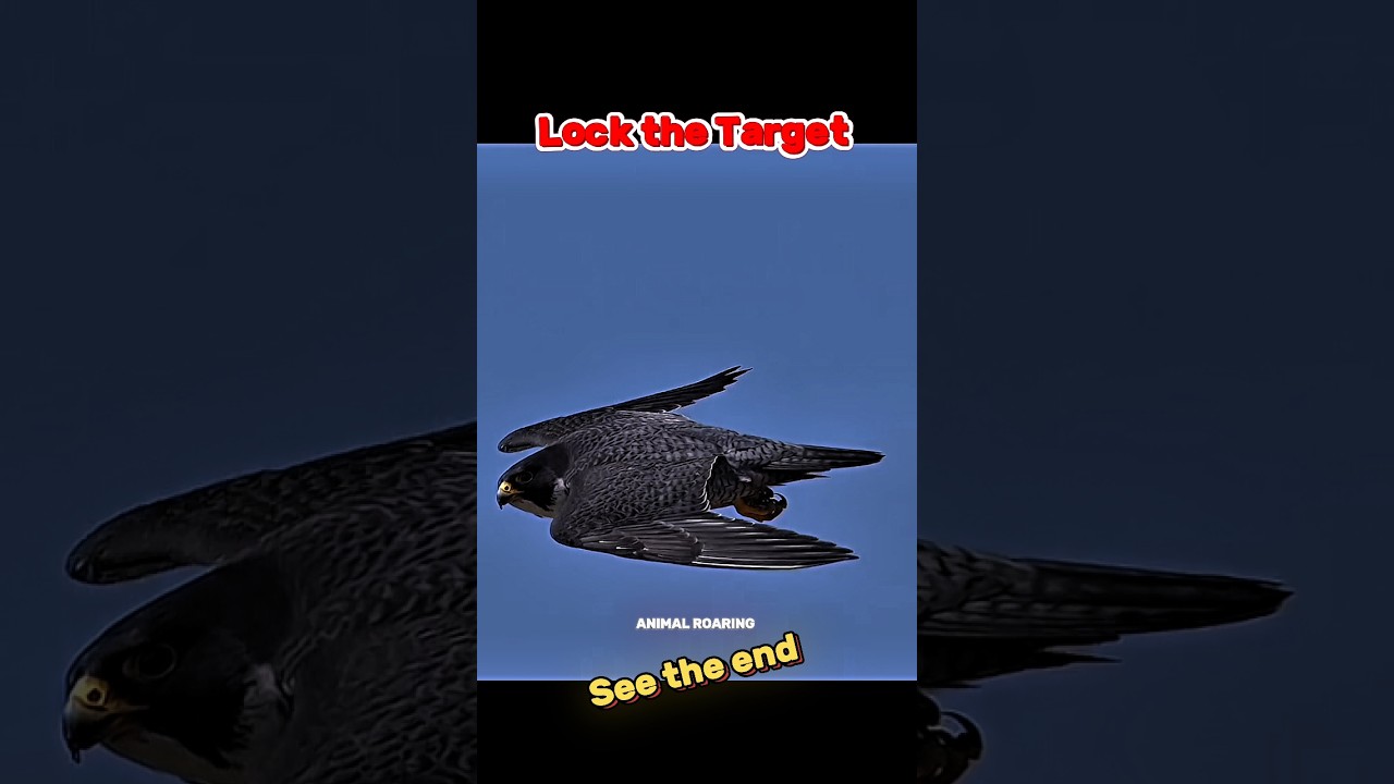 Peregrine falcon Attack on prey 🥶 🤯☠️ #shorts #ytshorts #edit