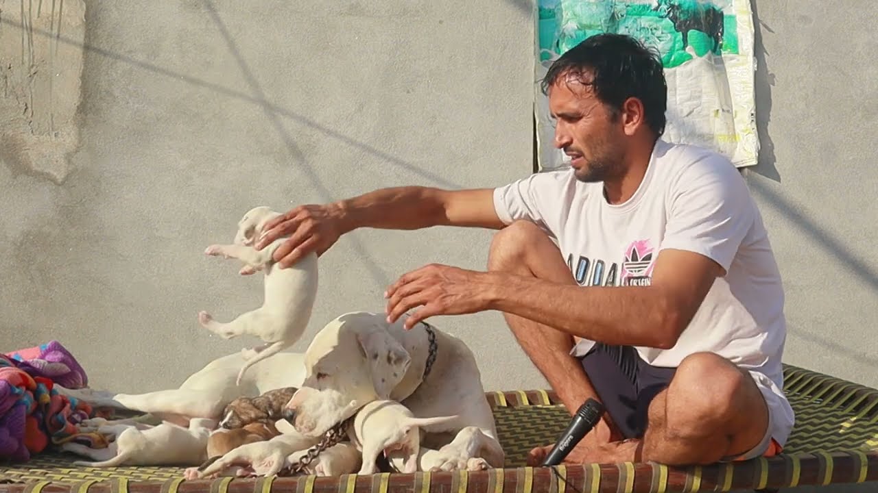 Top quality Bully kutta puppies for sale | Pakistani bully  | Starting price ?