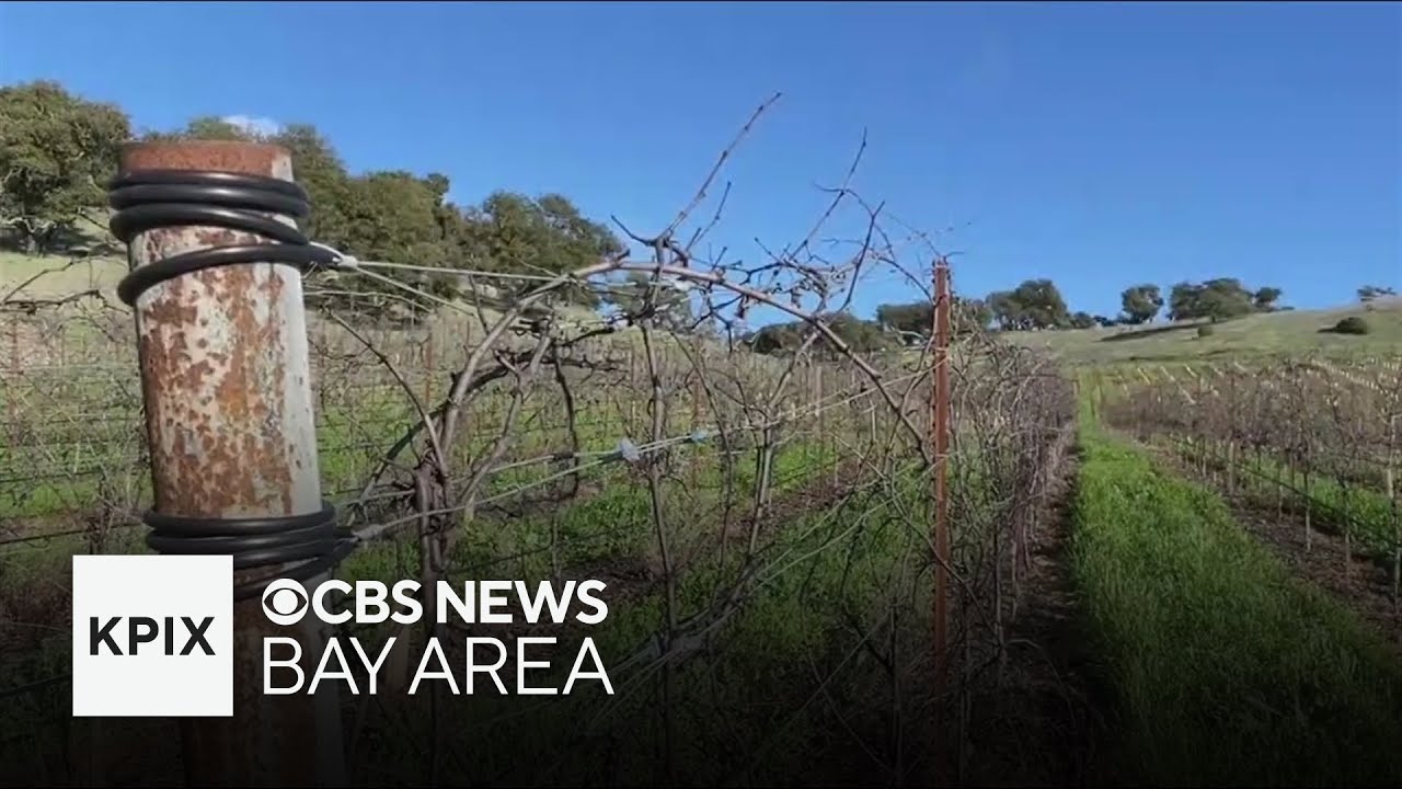New state law will levy fines against landowners who leave vineyards abandoned
