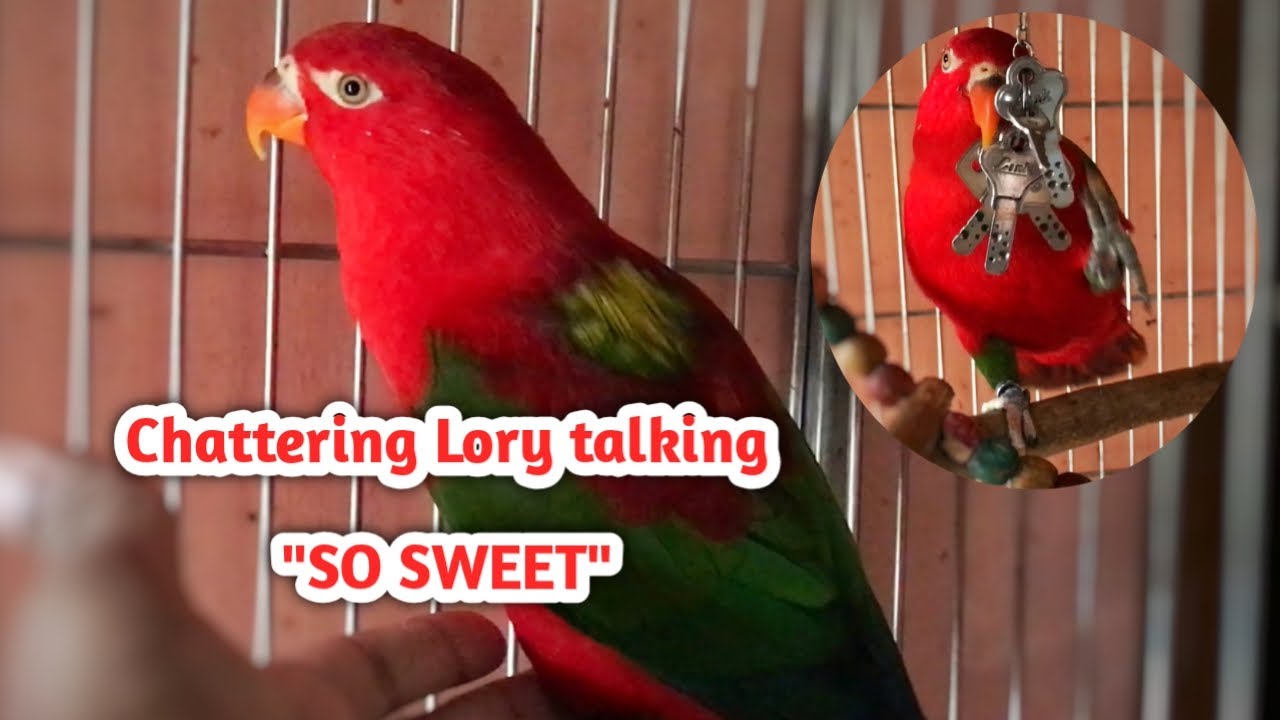 Chattering Lory Talking “So Sweet” | Cute Talking Parrot Video | Amazing Bird Speech