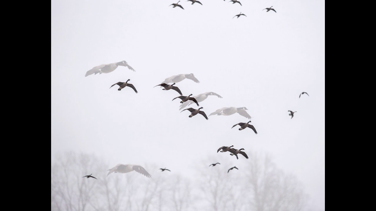 End of Season Goose Hunt 2018