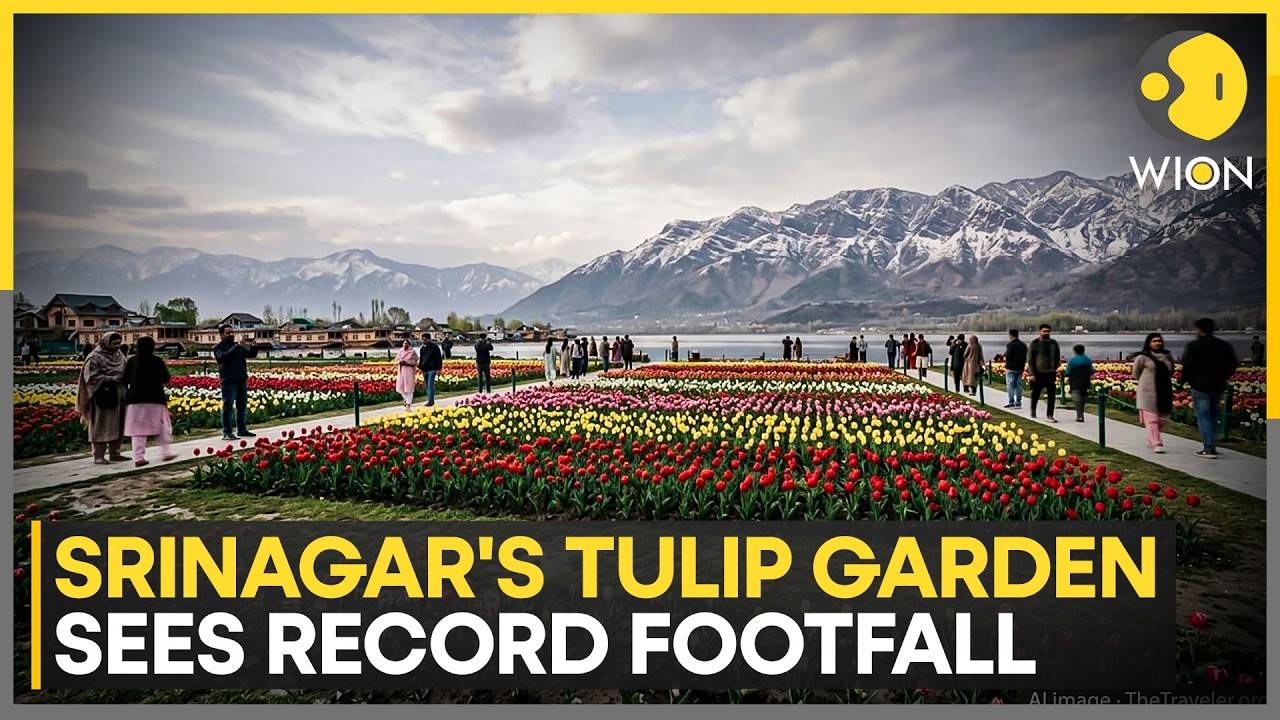 Tulip Magic in Srinagar: 1 Lakh Visitors in 2 Weeks | WION