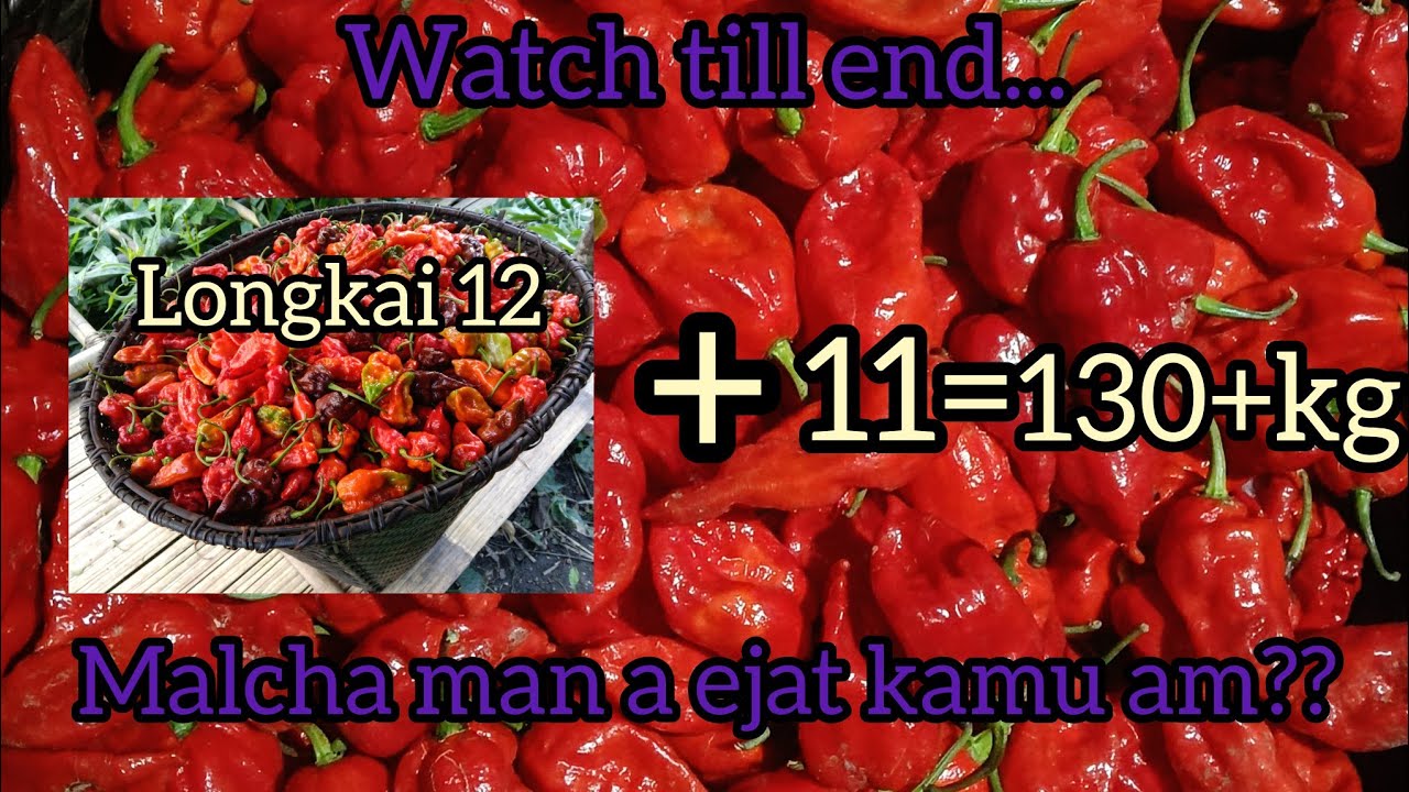 Malcha kalona a atampen hitante Longkai 12...kg 130+ God is 😊