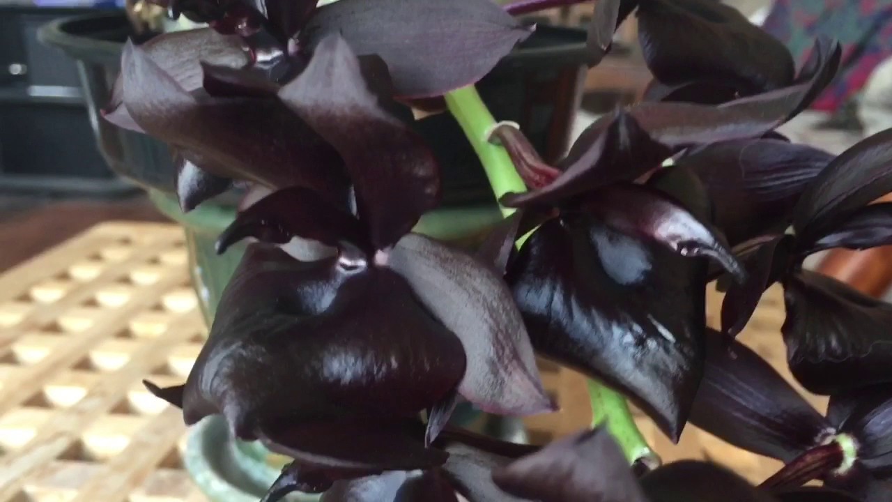 Orchids in Bloom April 2017