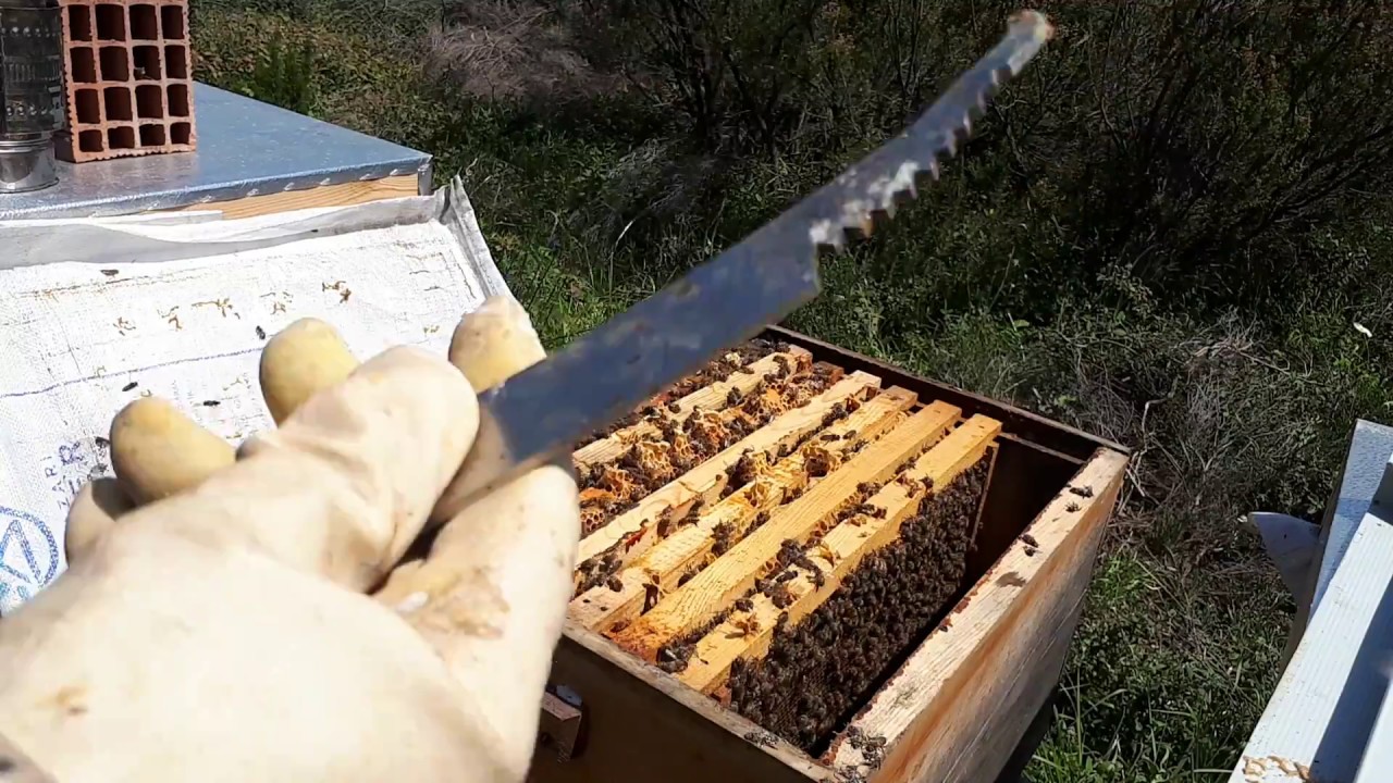 Sıfırdan Arıcılık Öğreniyorum - 3.Bölüm (Petek Verme)