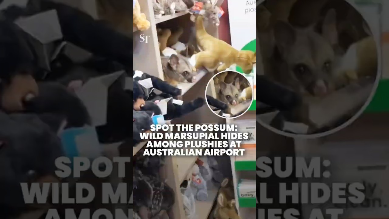 Wild possum takes cover among plushies at Australian airport gift shop