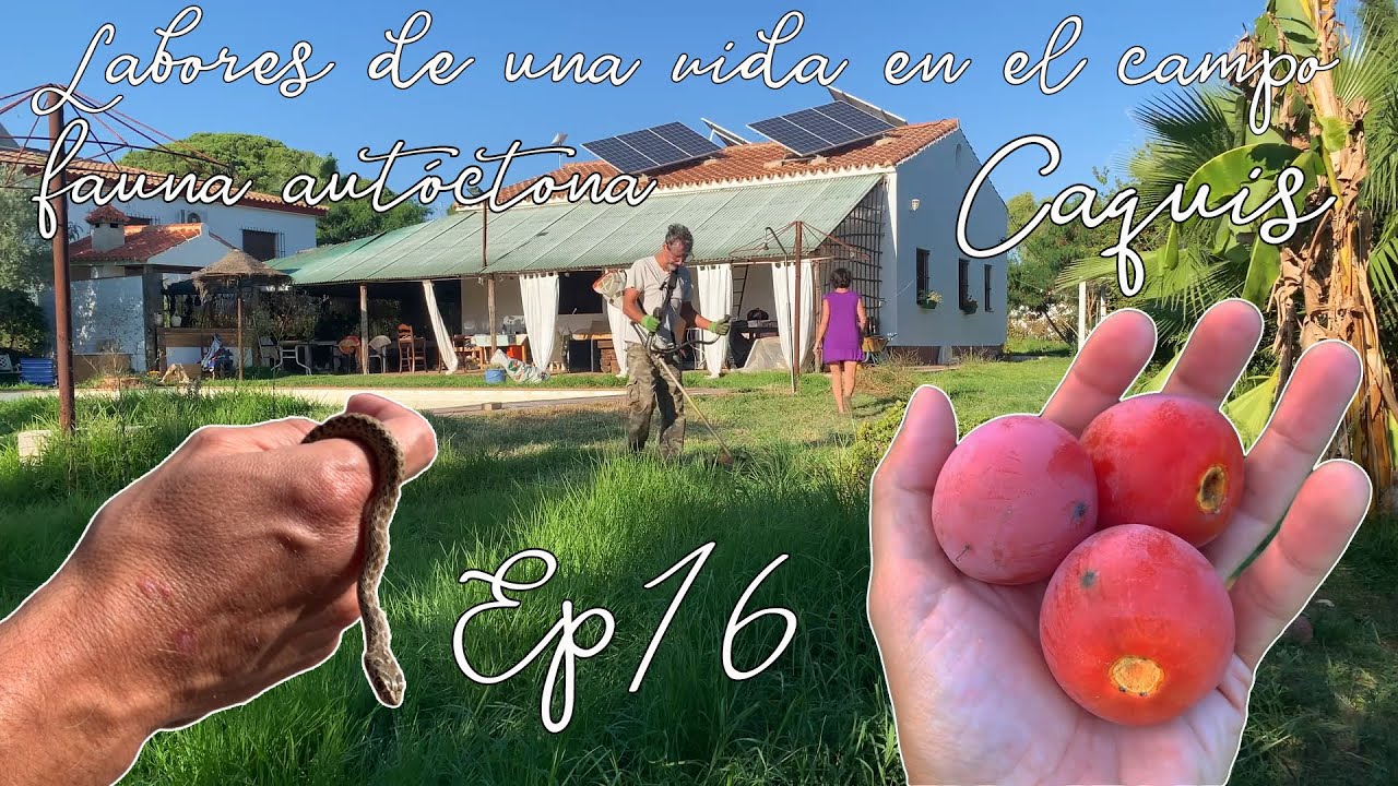 Labores y trabajos diarios de una vida en el campo. Recogemos nuestros caquis. Fauna Autóctona. Ep16