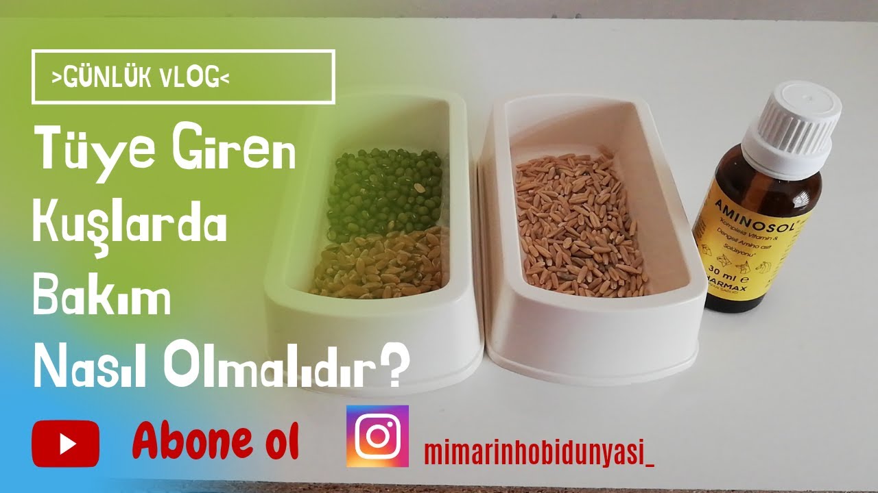 Tüye Giren Muhabbet Kuşlarını Hızlıca Tüyden Çıkarma Yöntemleri
