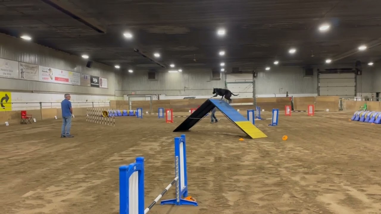 Dog Agility Trials - Steeplechase 1 & 2