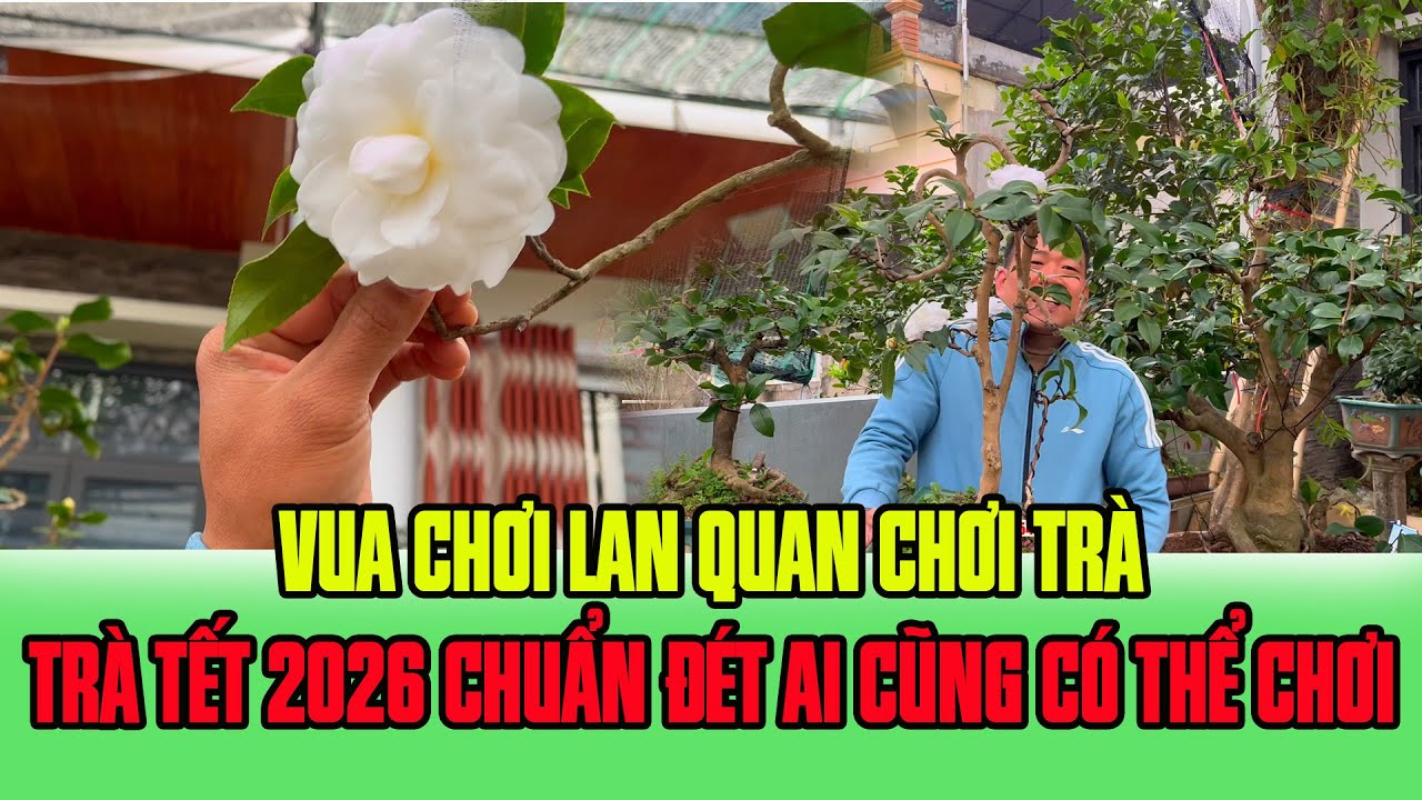 Vua Chơi Lan , Quan Chơi Trà - Trà My Tết 2026 NV Phạm Tuyến