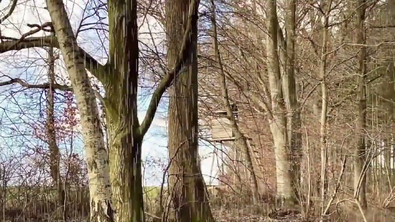 Rain in Kiev National Park, Ukraine rain ambience thunderstorm sounds