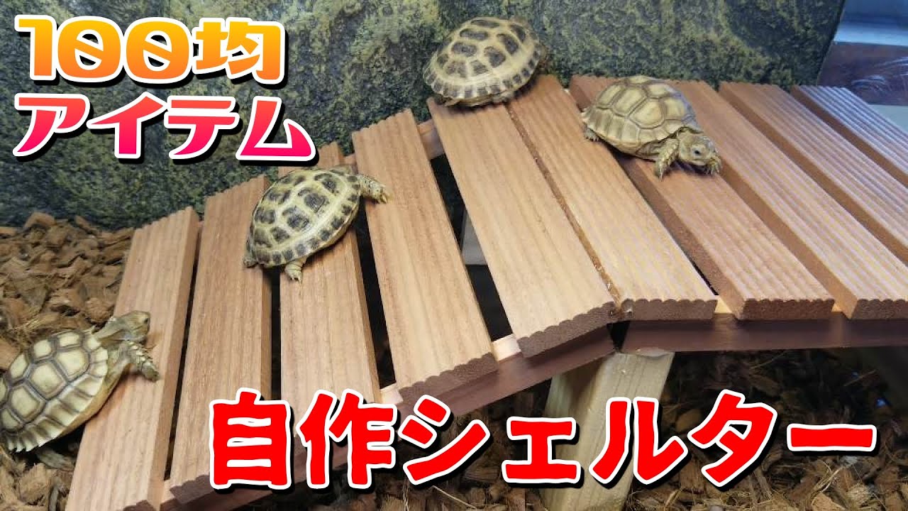 【材料費330円】100均アイテムで作る 自作シェルター兼 バスキングスポット兼 遊び場 リクガメベビーたちに大好評！！