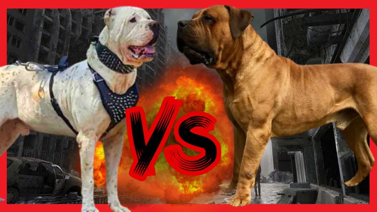 Boerboel vs Bully kutta