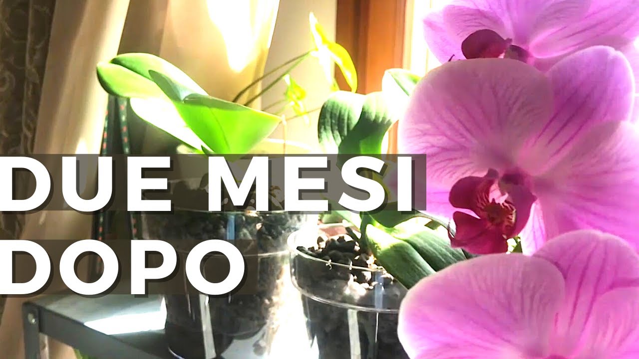 ORCHIDEE IN SEMIDROPONICA | concimazione & progressi