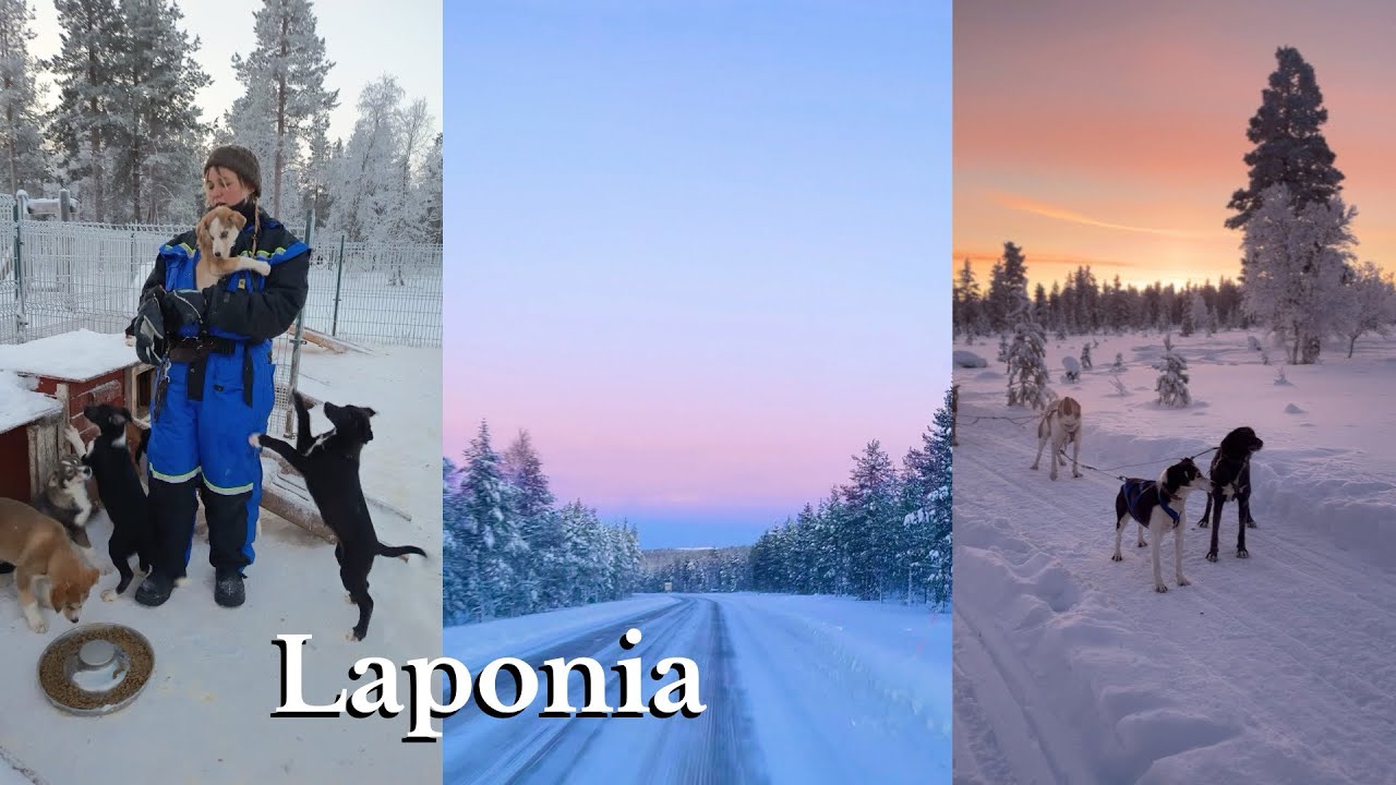 Laponia | Husky safari | Pieseczki 🐶🐕