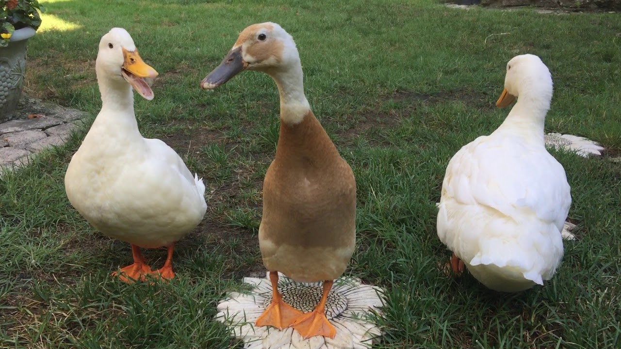 Our pet Peking and Indian Runner ducks morning routines.