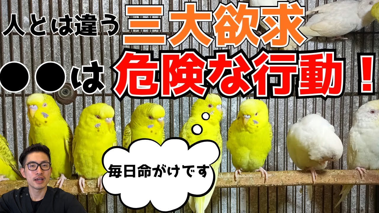 【質問コーナー】鳥に爬虫類用のケージはよくない？換羽期に体重が増えることがある？放鳥中に呼び鳴きする理由は？幼鳥なのにお昼寝しない、大丈夫？にお答えしました！