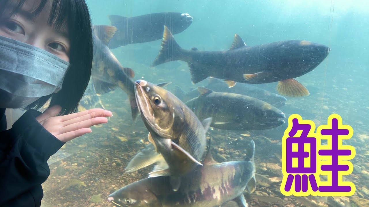 【鮭釣り】鮭に会いに行きました！　さけのふるさと千歳水族館！2023