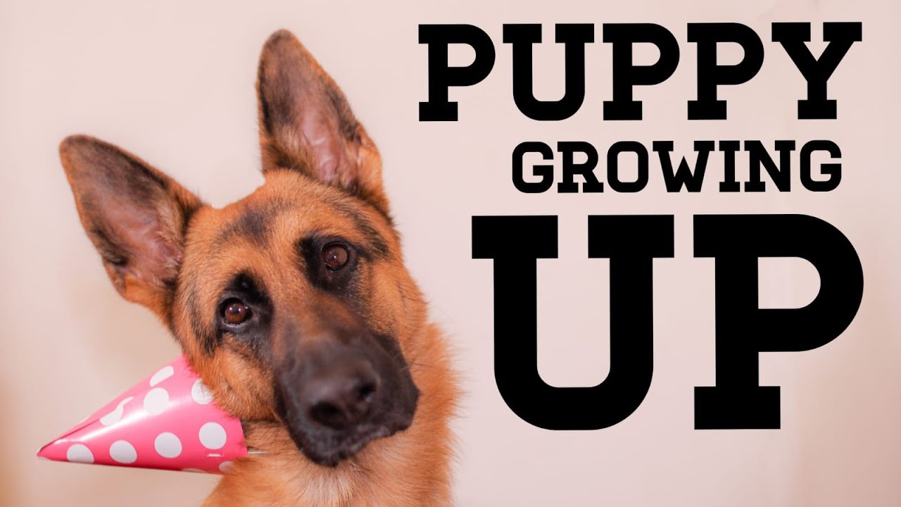 WATCH MY PUPPY GROW | German Shepherd |10 weeks to 1 year