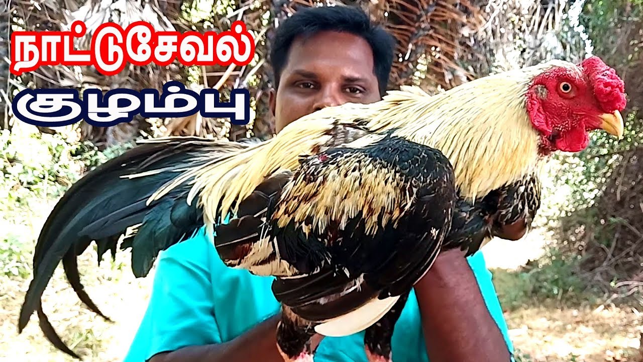 நாட்டு சேவல்  கிரேவி / rooster gravy | rooster curry | nattu koli seval kulambu in tamil