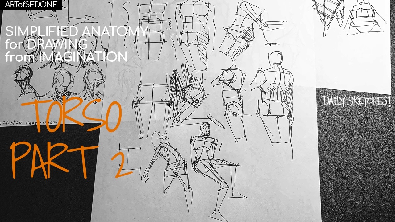 Simplified Anatomy For Drawing From Imagination The Torso Part 2