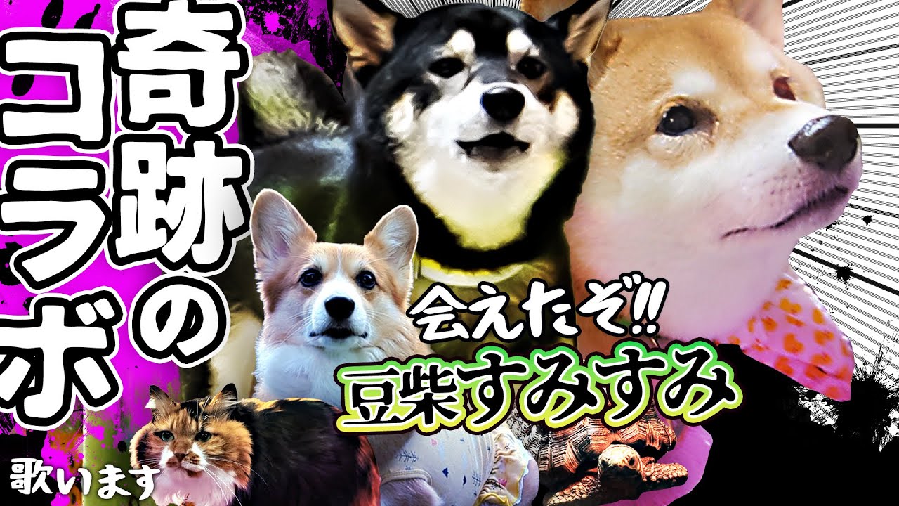 【ガチコラボ】豆柴すみすみはアイドルだけど嘘なんてついてなかった【暴れ狂うロン毛の男の歌】