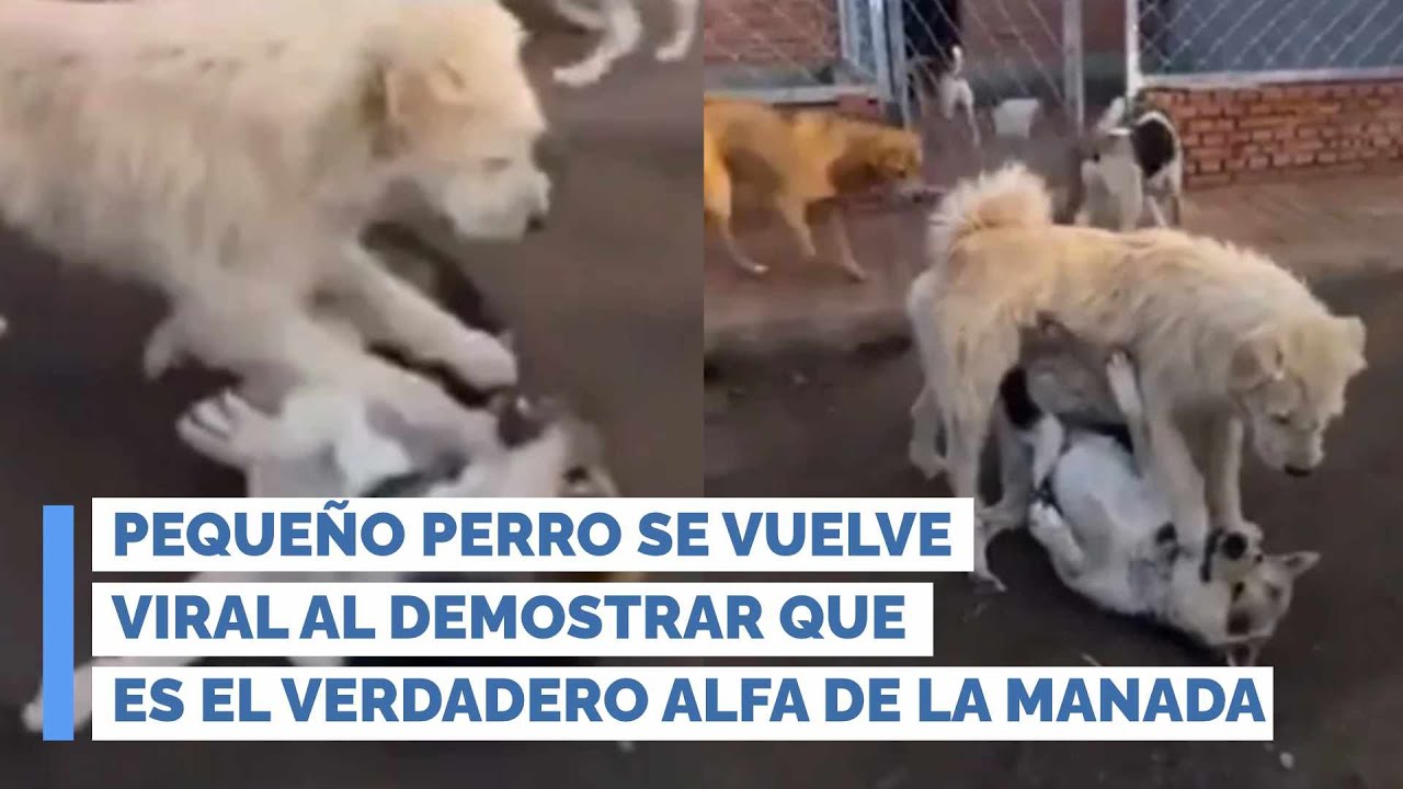 Peque&ntilde;o perro se vuelve viral al demostrar que es el verdadero alfa de la manada