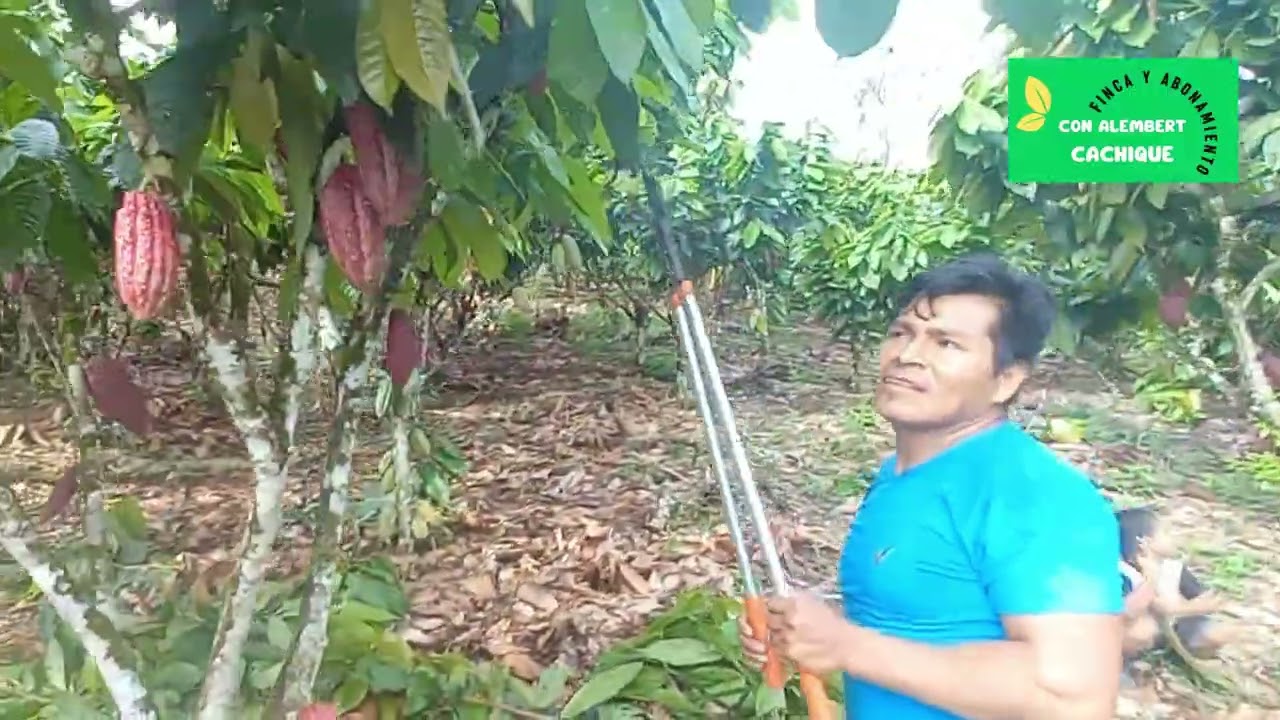 La poda no “provoca” la floración; la poda “favorece” la floración.