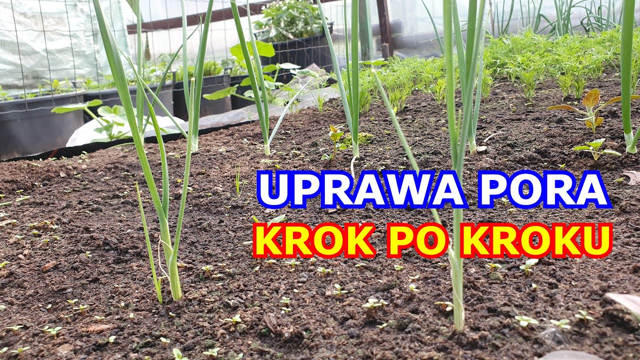 Jak uprawiać Pory KROK po KROKU - Wszystko o uprawie Pora