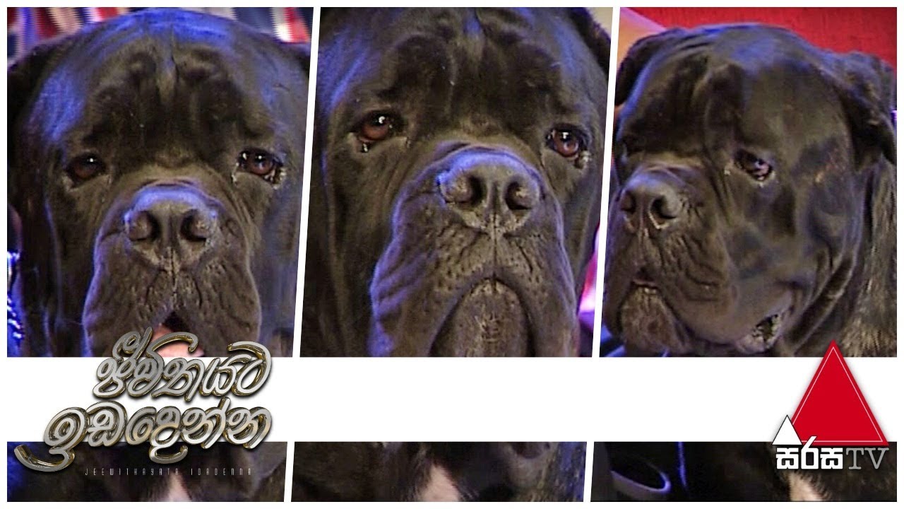 Cane Corso සුනඛයින් ගැන දැනගන්න | Jeevithayata Idadenna | Sirasa TV