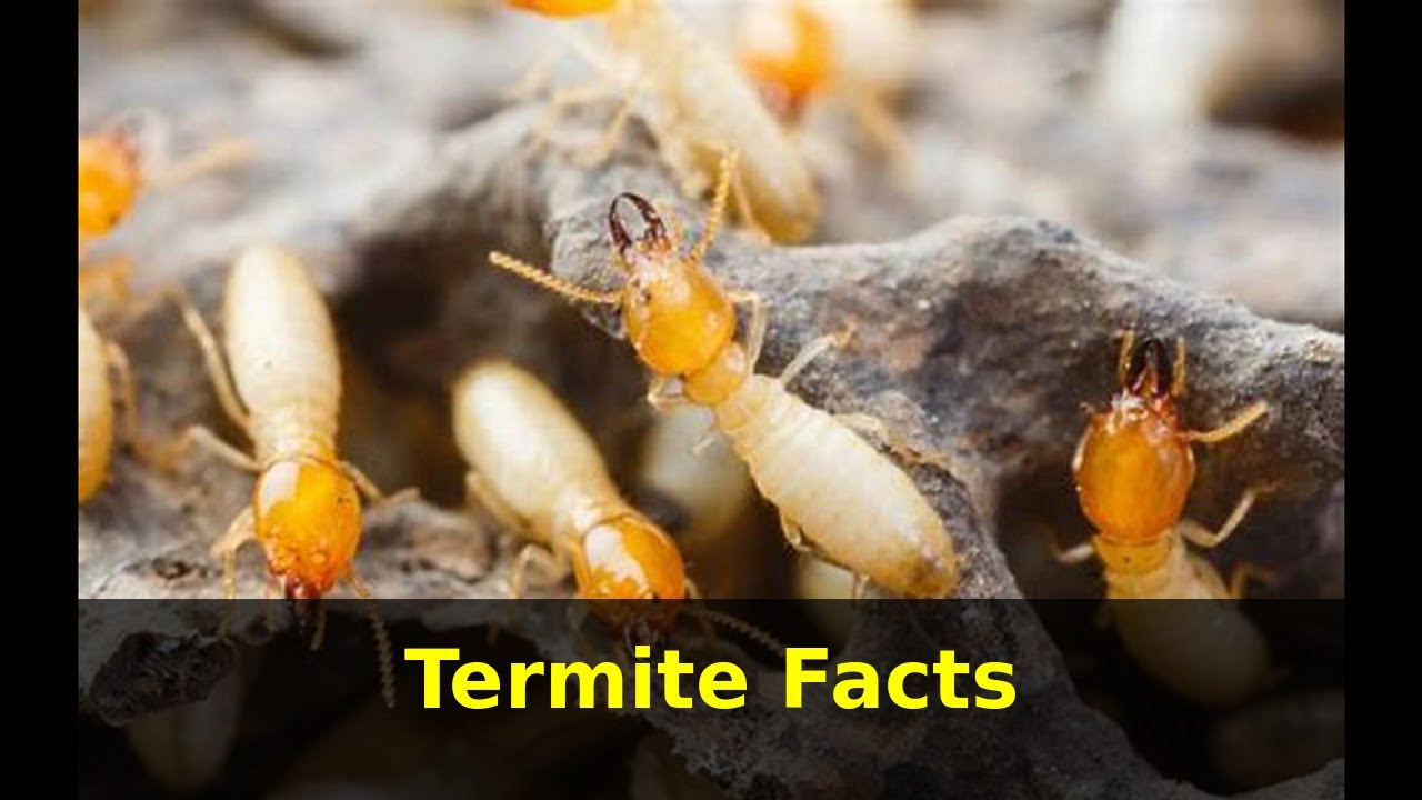 Termite Facts | Incredible facts about Termites | Facts about Termites for Kids with Audio | NoNaTV