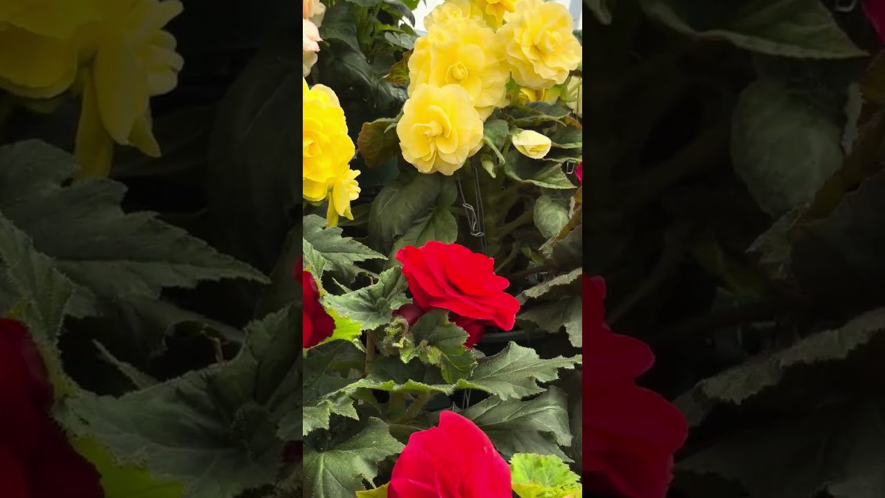 Ballarat Begonia Festival - Begonia garden