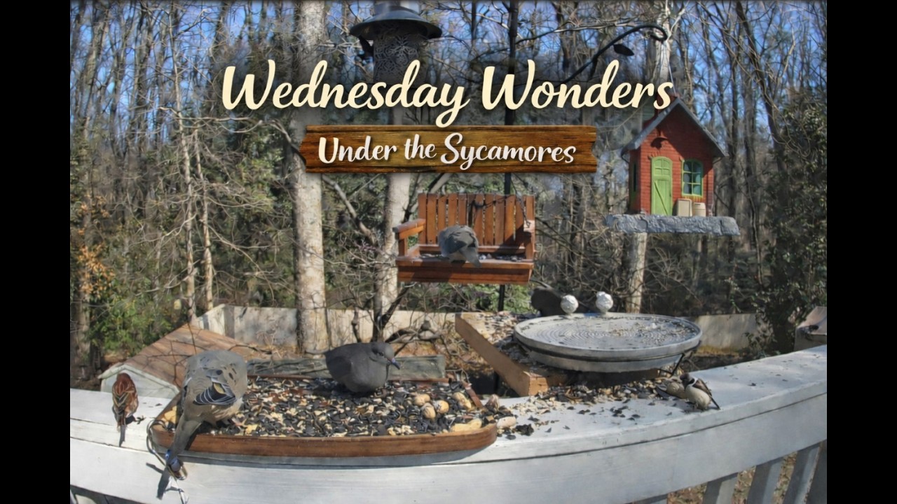 Wednesday Wonders at  Under the Sycamores- Charlotte, North Carolina - #birdfeeder #birds #nature