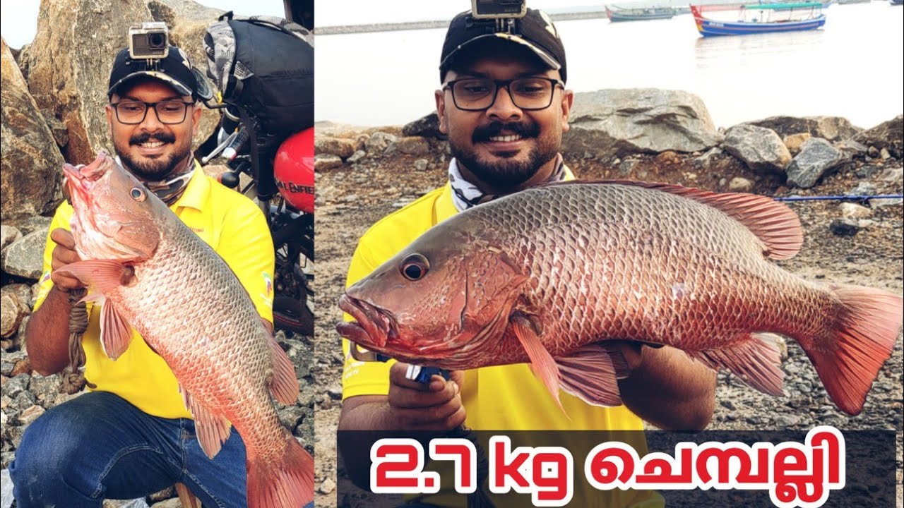 ഞാൻ പിടിച്ചതിൽ വെച്ച് ഏറ്റവും വലിയ ചെമ്പല്ലി || PSYCHO ANGLER || monster mangrove jack fishing...