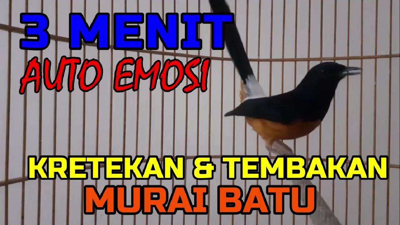3 menit auto emosi✅✅ KRETEKAN DAN TEMBAKAN MURAI BATU FULL ISIAN✅